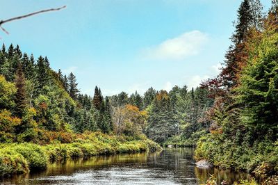 Trees growing in water