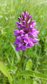 Close-up of purple flowers blooming