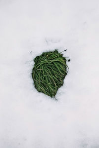 Top view of small thawed patch with fresh green grass on white melting snow in early spring or warm winter day