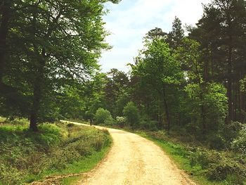 Dirt road passing through forest