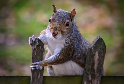 Close-up of squirrel on tree