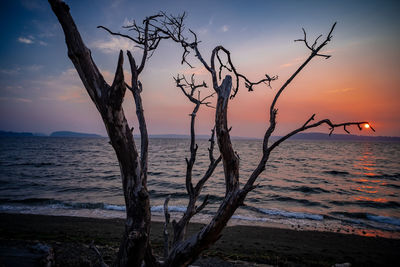 Bare tree on beach against sky during sunset