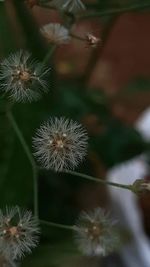 Close-up of dandelion on plant