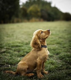 Dog looking away on field