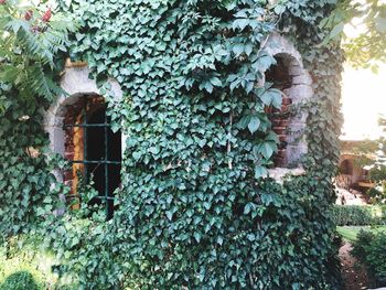 Ivy growing on wall of building