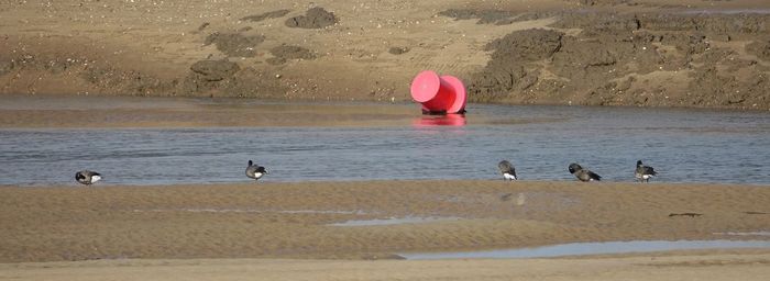 Birds swimming in sea