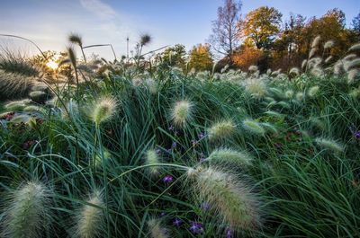 Close-up of grass growing on field against sky