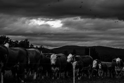 Cows grazing on landscape against sky