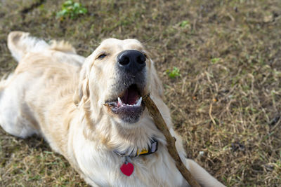 A young male golden retriever lies in the grass and bites a stick.