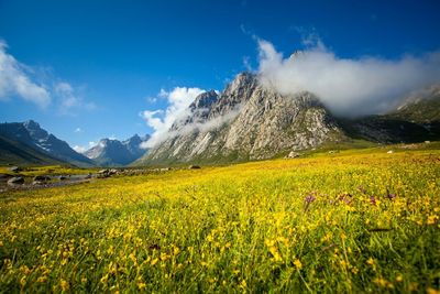 Yellow flowers growing on field against sky