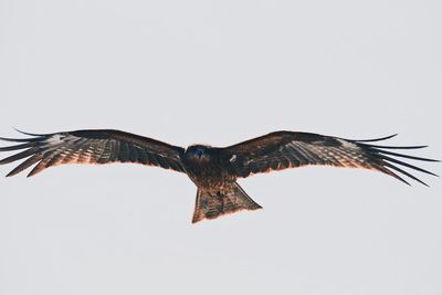 Bird flying in the sky