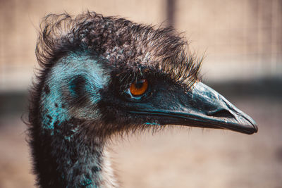 Close-up of a bird looking away