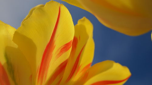 Close-up of yellow flower blooming outdoors