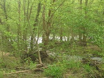 Trees in forest