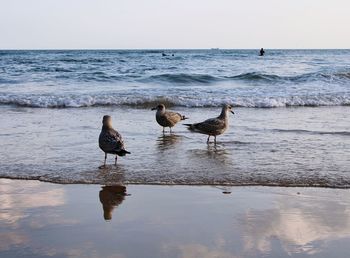 View of seagulls on beach