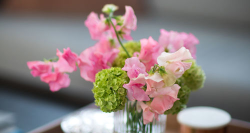 Close-up of pink flowering plant