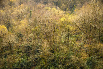 Plants growing on land