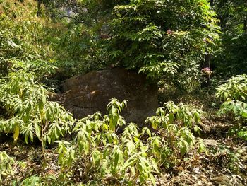 Plants growing on field