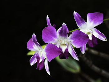 Close-up of purple flowers blooming against black background