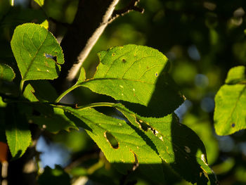 Close-up of fresh green leaves