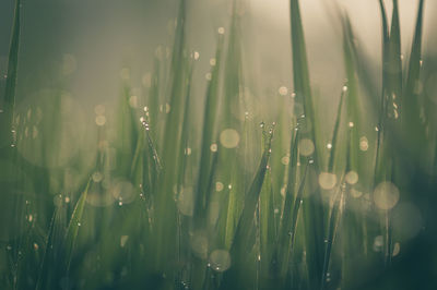 Close-up of wet plants on field