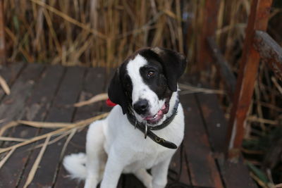 Portrait of dog standing outdoors next to lake