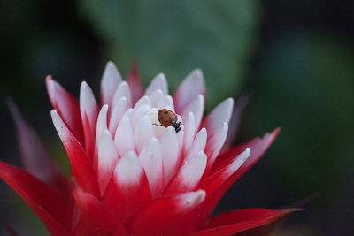 Red and white bromeliad flower with a convergent lady beetle called ladybug hippodamia convergens