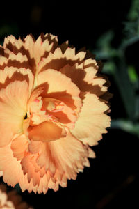 Close-up of flower blooming outdoors