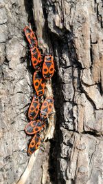 animal themes