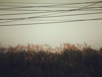 Trees against sky