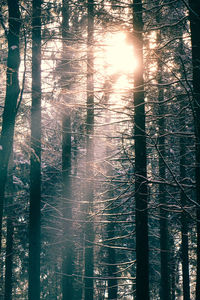 Trees in forest