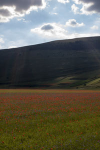 Scenic view of grassy field against sky