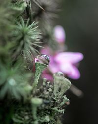 Close-up of purple flowers