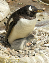 High angle view of penguin