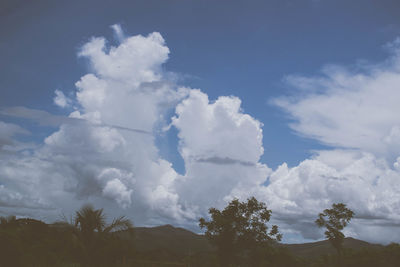 Low angle view of trees against sky