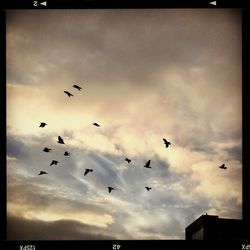 Low angle view of birds flying against cloudy sky