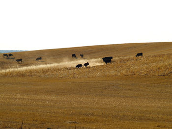 Horses grazing on field against clear sky