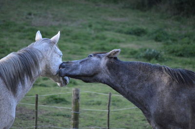 Horses on field