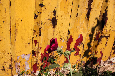 Close-up of yellow flower