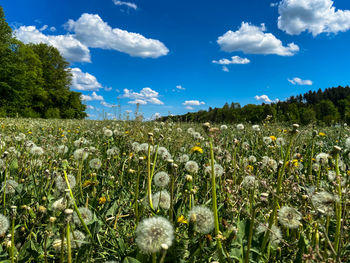 Scenic view of flowering plants on field against sky