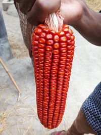 Low section of man holding red corn