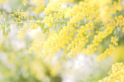 Close-up of yellow flowers