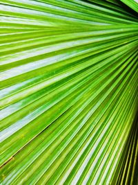 Full frame shot of palm tree