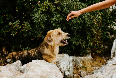 Dog on rock