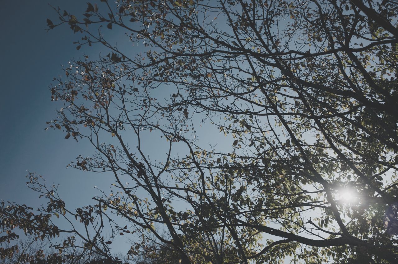 tree, sky, low angle view, plant, branch, beauty in nature, nature, tranquility, no people, sunlight, day, outdoors, silhouette, growth, scenics - nature, tranquil scene, sun, lens flare, bare tree, clear sky, tree canopy, directly below, solar flare