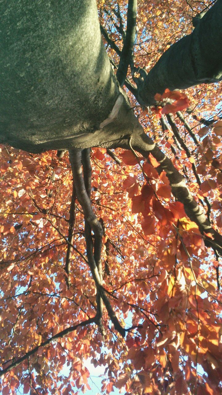 autumn, change, season, tree, branch, low angle view, part of, nature, leaf, orange color, outdoors, day, low section, person, leaves, lifestyles, tree trunk