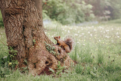 High angle view of squirrel on land in forest