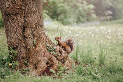 High angle view of squirrel on land in forest