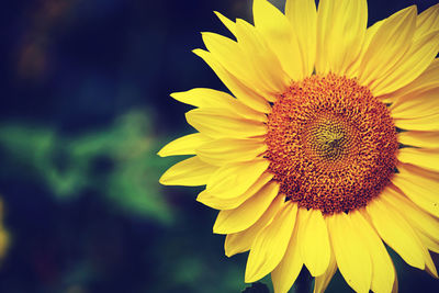 Close-up of sunflower