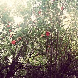 Low angle view of red flowers